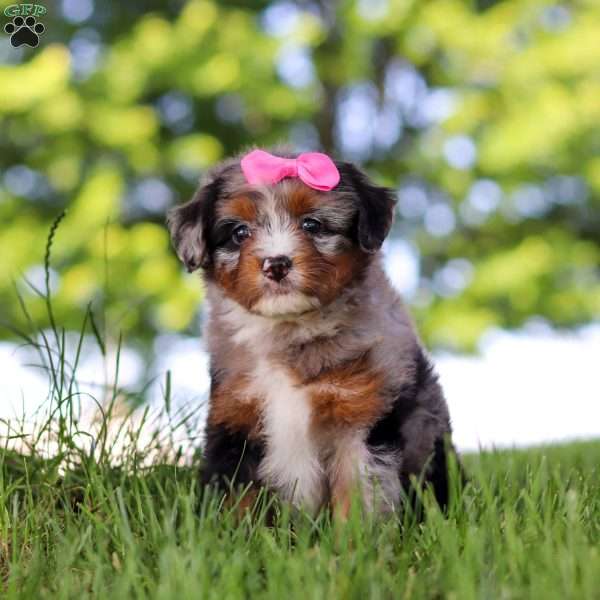 Firefly, Mini Bernedoodle Puppy